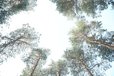 Beautiful view on sky through coniferous tree branches