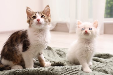 Photo of Cute kittens on knitted plaid at home. Baby animals