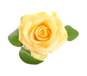 Photo of Beautiful yellow rose flower with water drops isolated on white, top view