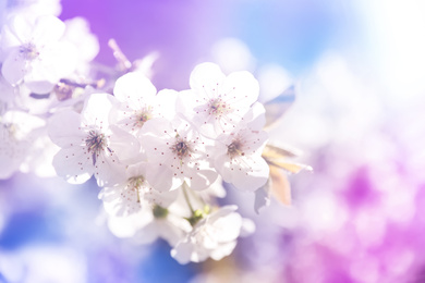 Closeup view of blossoming spring tree outdoors, color toned