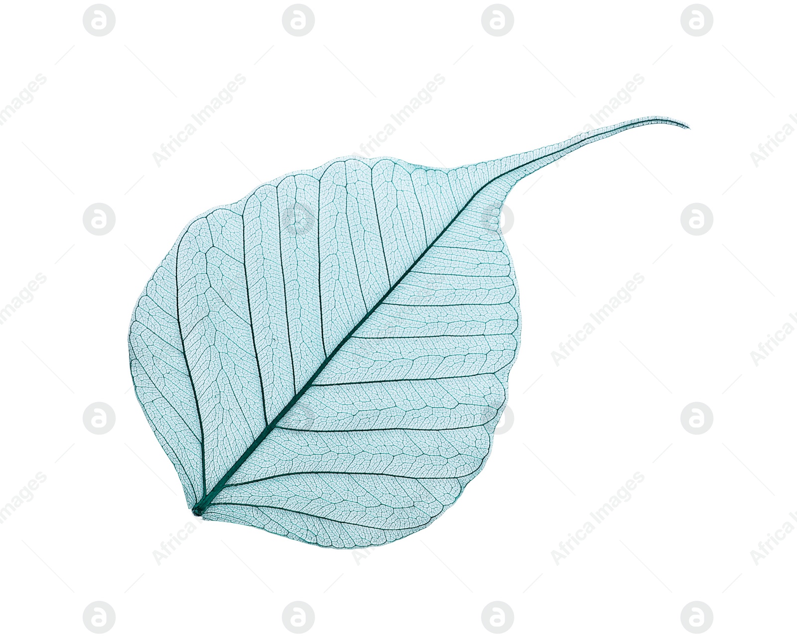 Photo of Beautiful decorative skeleton leaf on white background