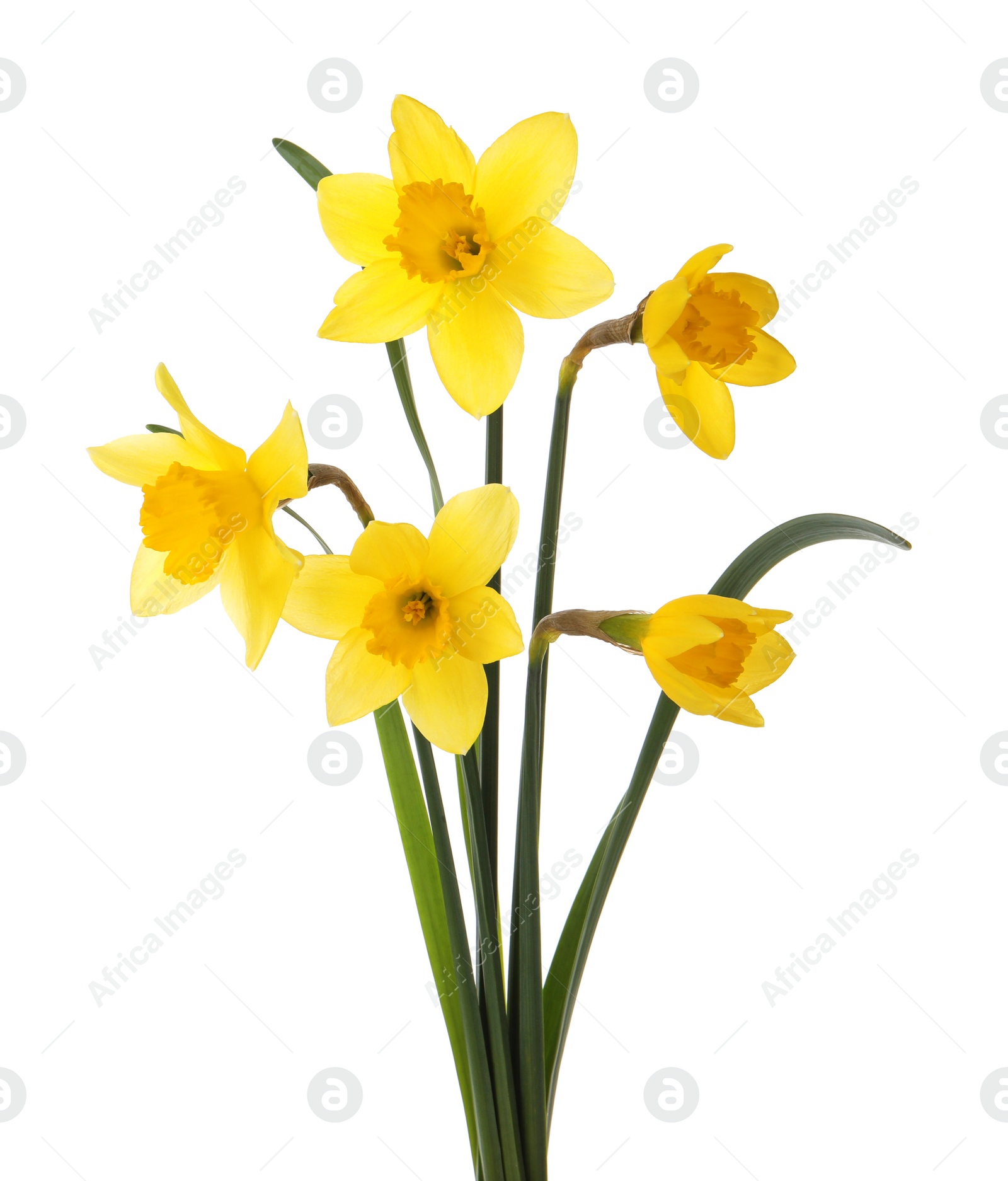 Photo of Beautiful blooming yellow daffodils on white background