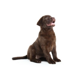 Photo of Cute chocolate Labrador Retriever puppy on white background