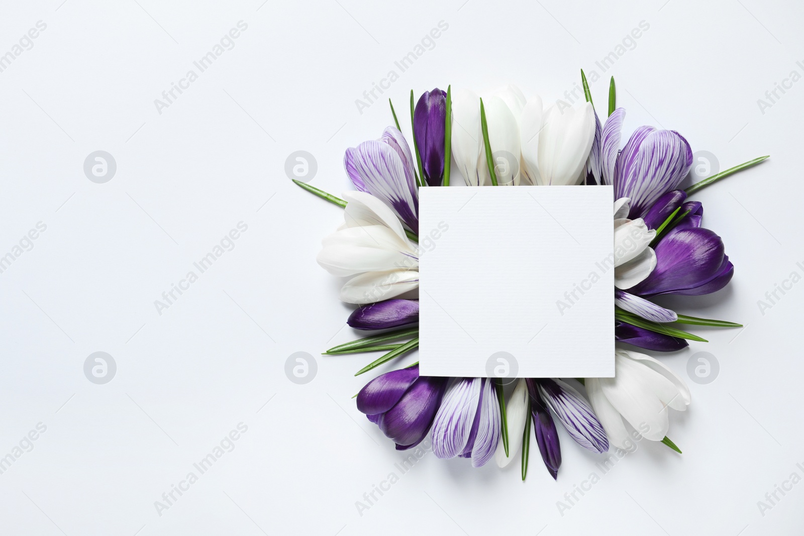 Photo of Beautiful spring crocus flowers and card on light background, top view with space for text