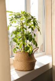 Photo of Beautiful Schefflera plant on windowsill at home