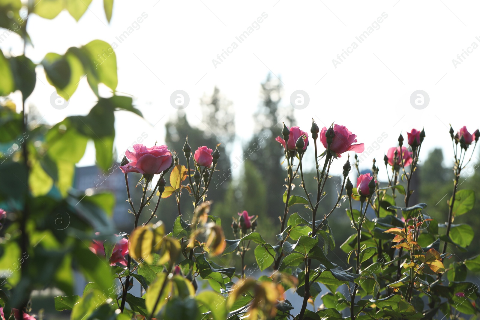 Photo of Beautiful blooming roses in garden on sunny day