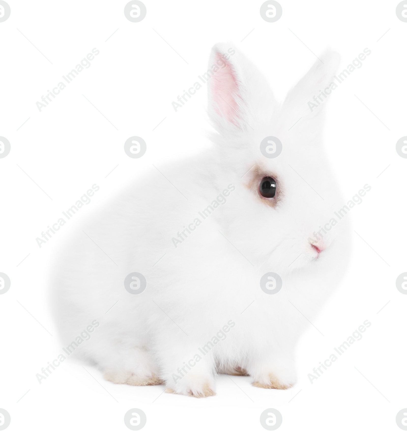 Photo of Fluffy rabbit on white background. Cute pet