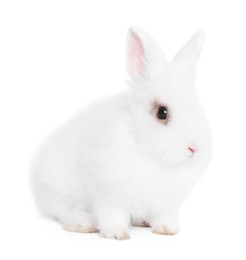 Photo of Fluffy rabbit on white background. Cute pet