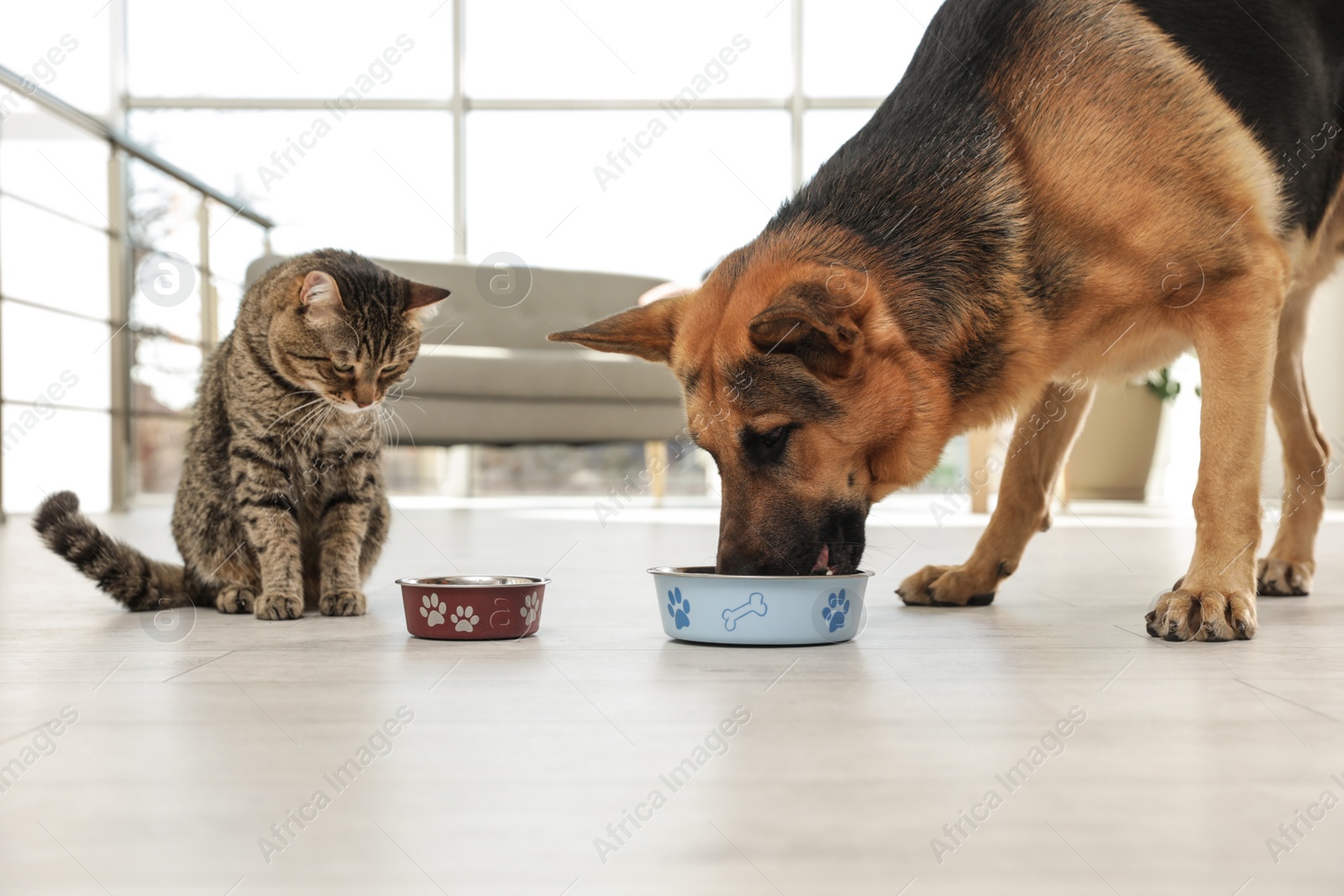 Photo of Tabby cat and dog eating from bowl on floor indoors. Funny friends