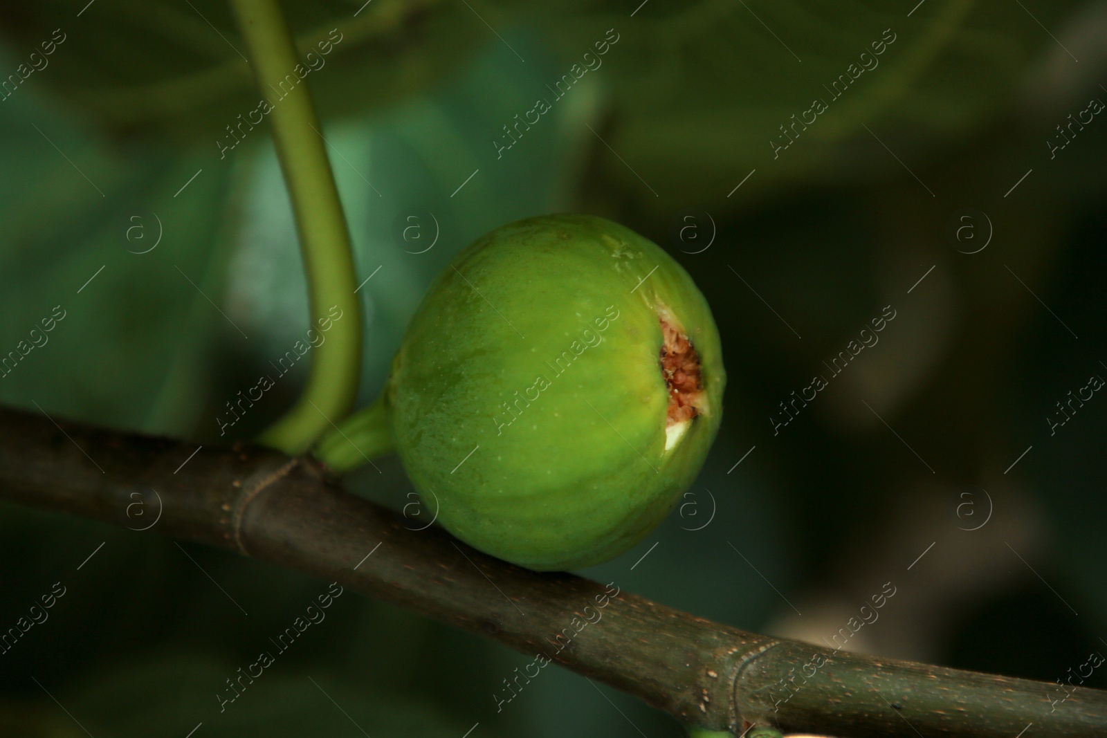 Photo of Unripe fig growing on tree in garden, closeup