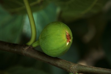 Photo of Unripe fig growing on tree in garden, closeup