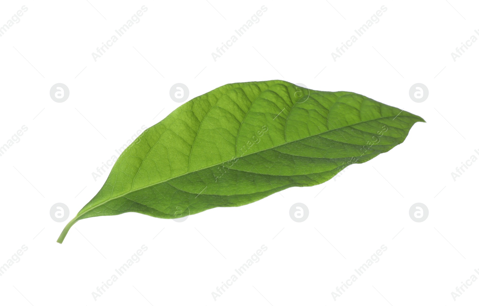 Photo of Fresh green avocado leaf isolated on white