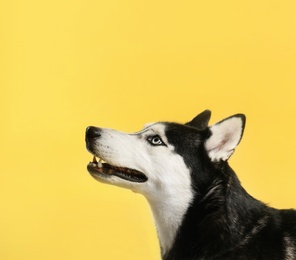 Photo of Cute Siberian Husky dog on yellow background