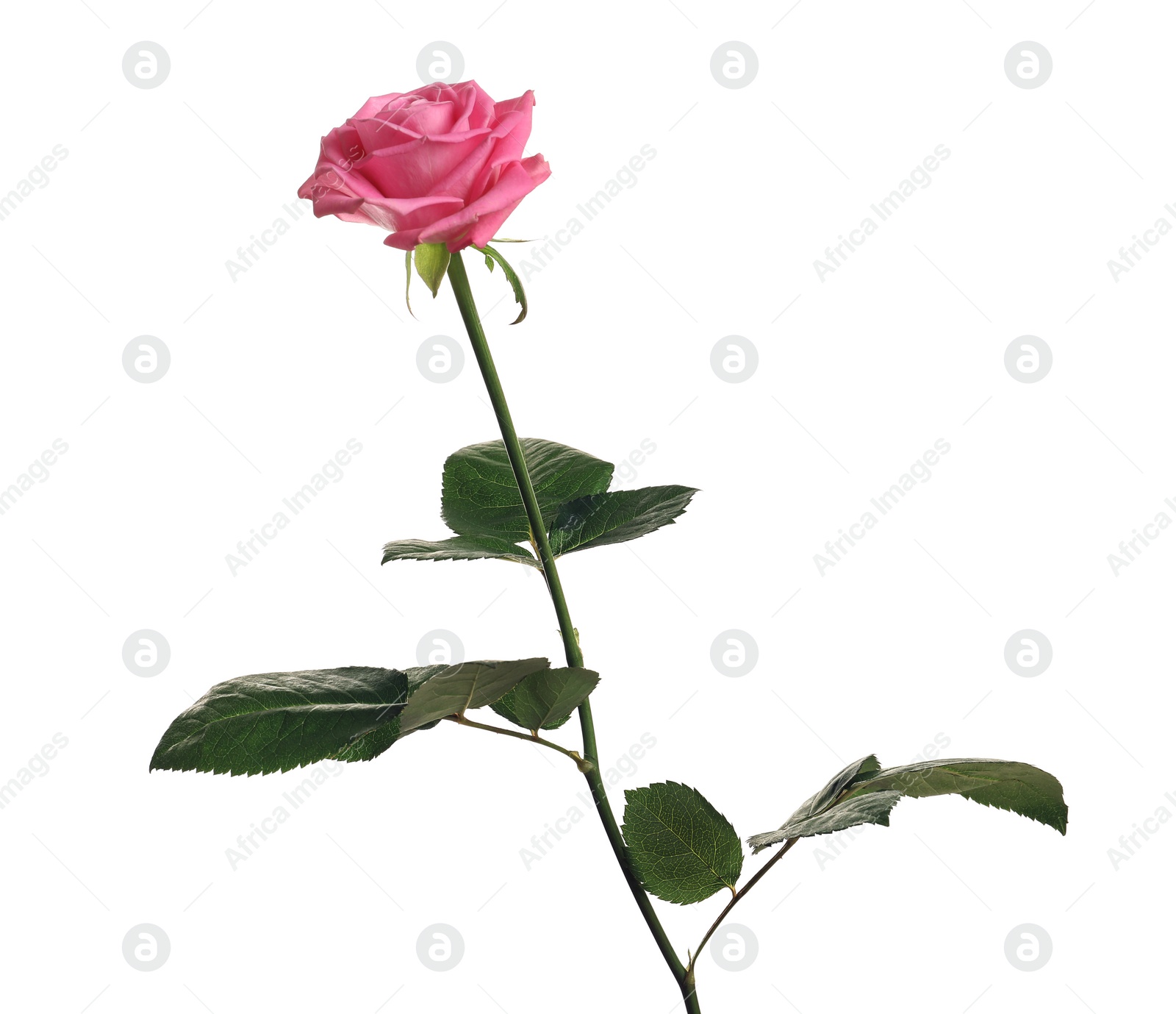 Photo of Beautiful blooming pink rose on white background