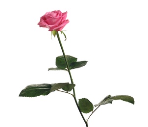 Photo of Beautiful blooming pink rose on white background