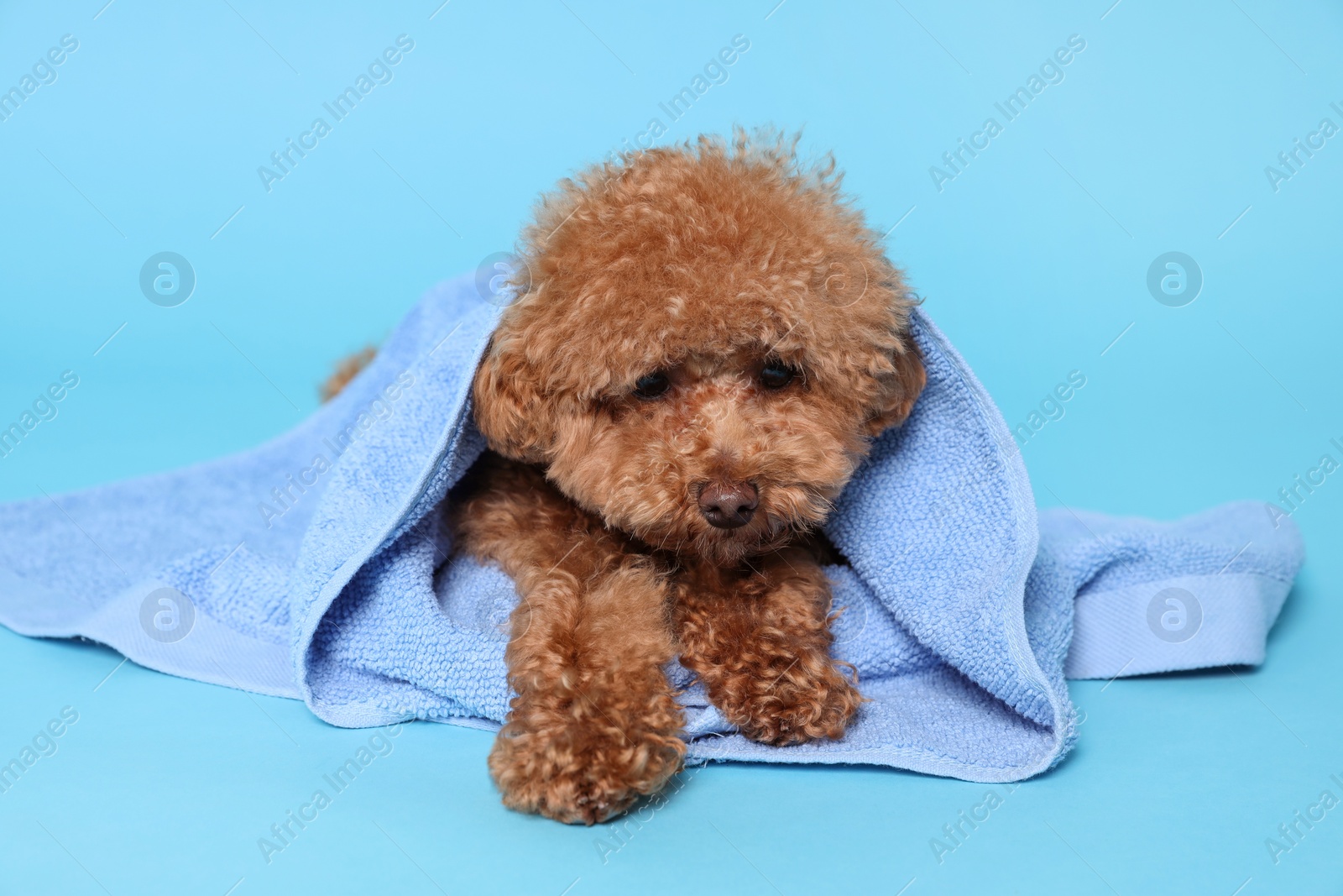 Photo of Cute Maltipoo dog wrapped in towel on light blue background