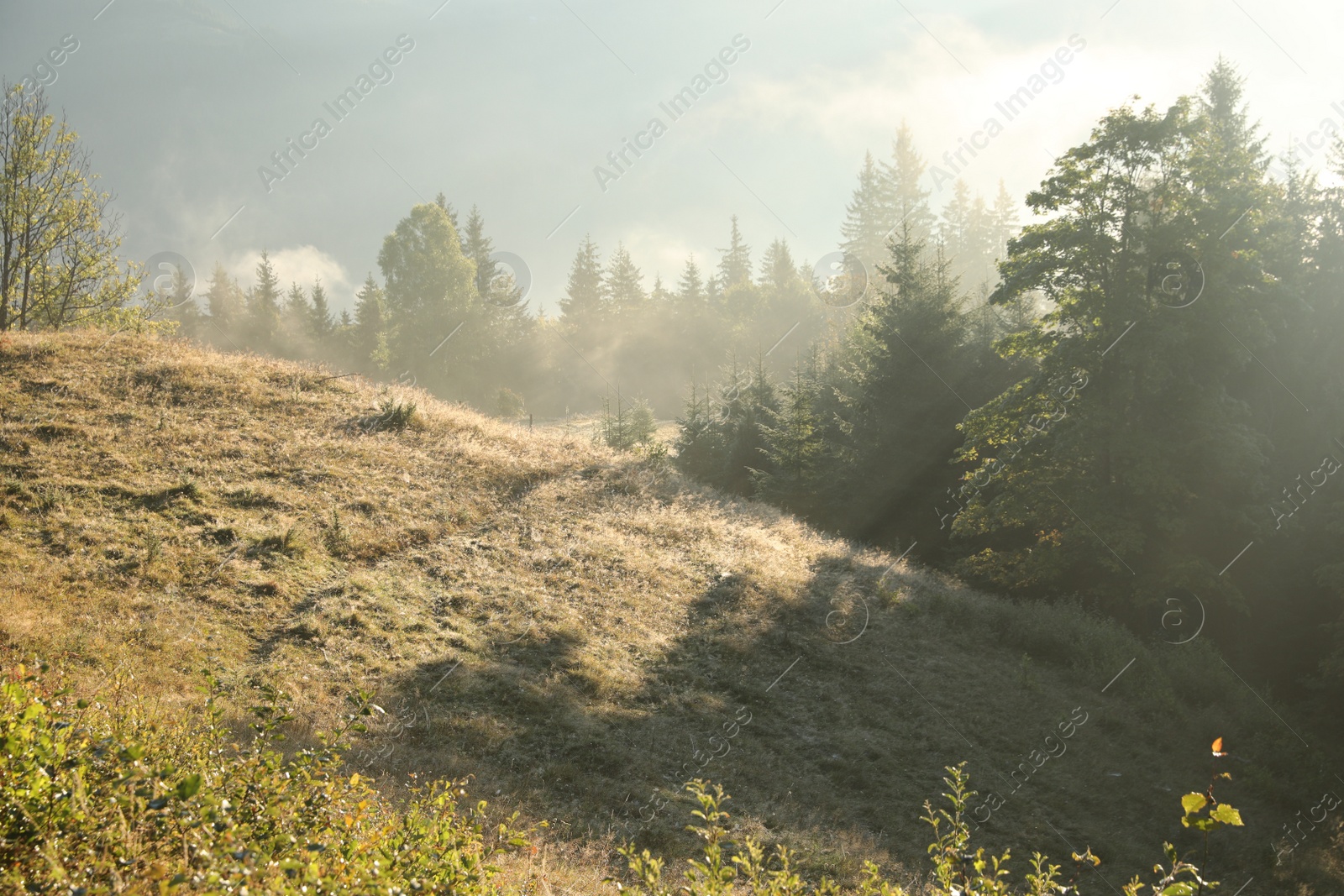 Photo of Picturesque view of foggy forest. Beautiful mountain landscape