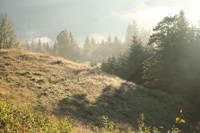 Photo of Picturesque view of foggy forest. Beautiful mountain landscape