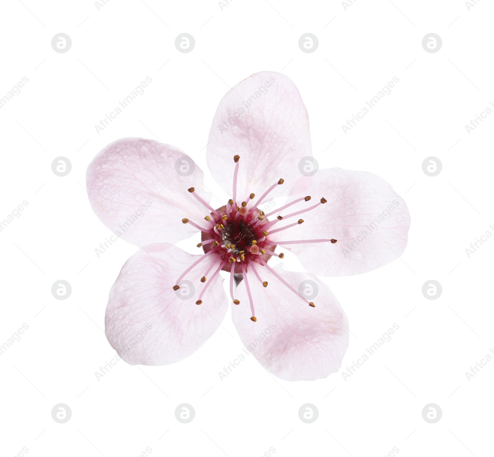 Photo of Beautiful plum blossom isolated on white. Spring season