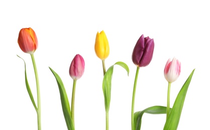 Photo of Beautiful bright tulips on white background. Spring flowers