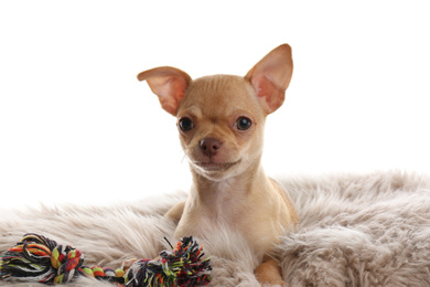 Photo of Cute Chihuahua puppy with toy on faux fur. Baby animal