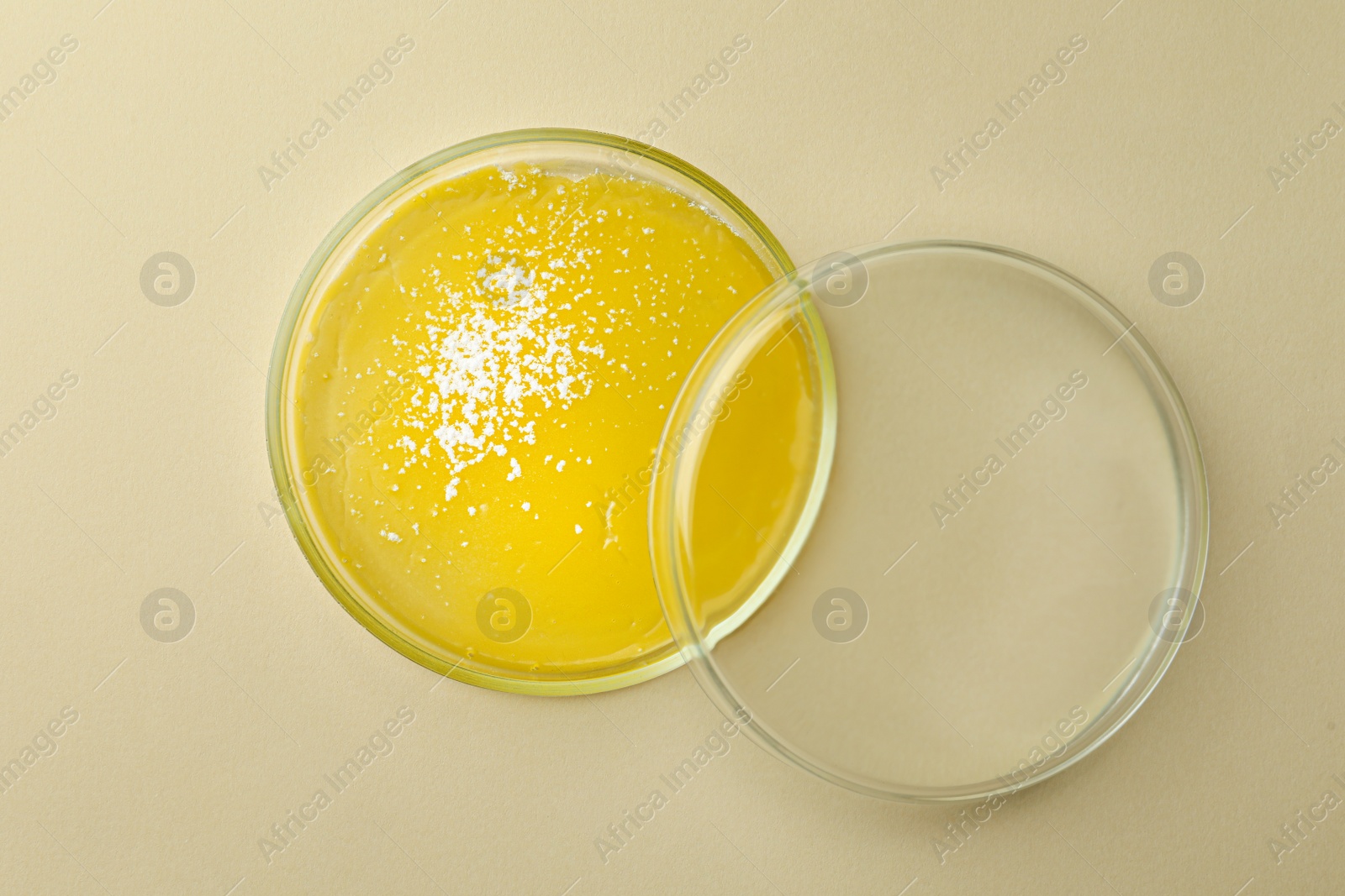 Photo of Petri dish with bacteria colony on beige background, top view