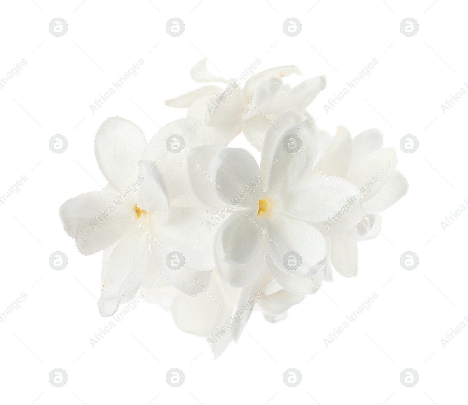 Photo of Beautiful fresh lilac blossom isolated on white