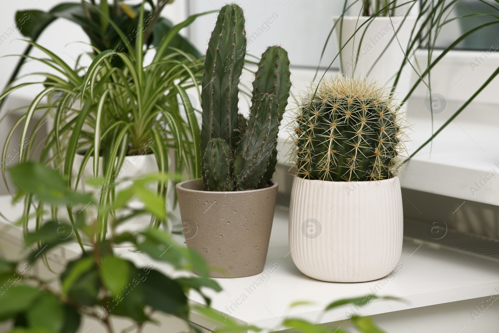 Photo of Many different potted plants on windowsill indoors