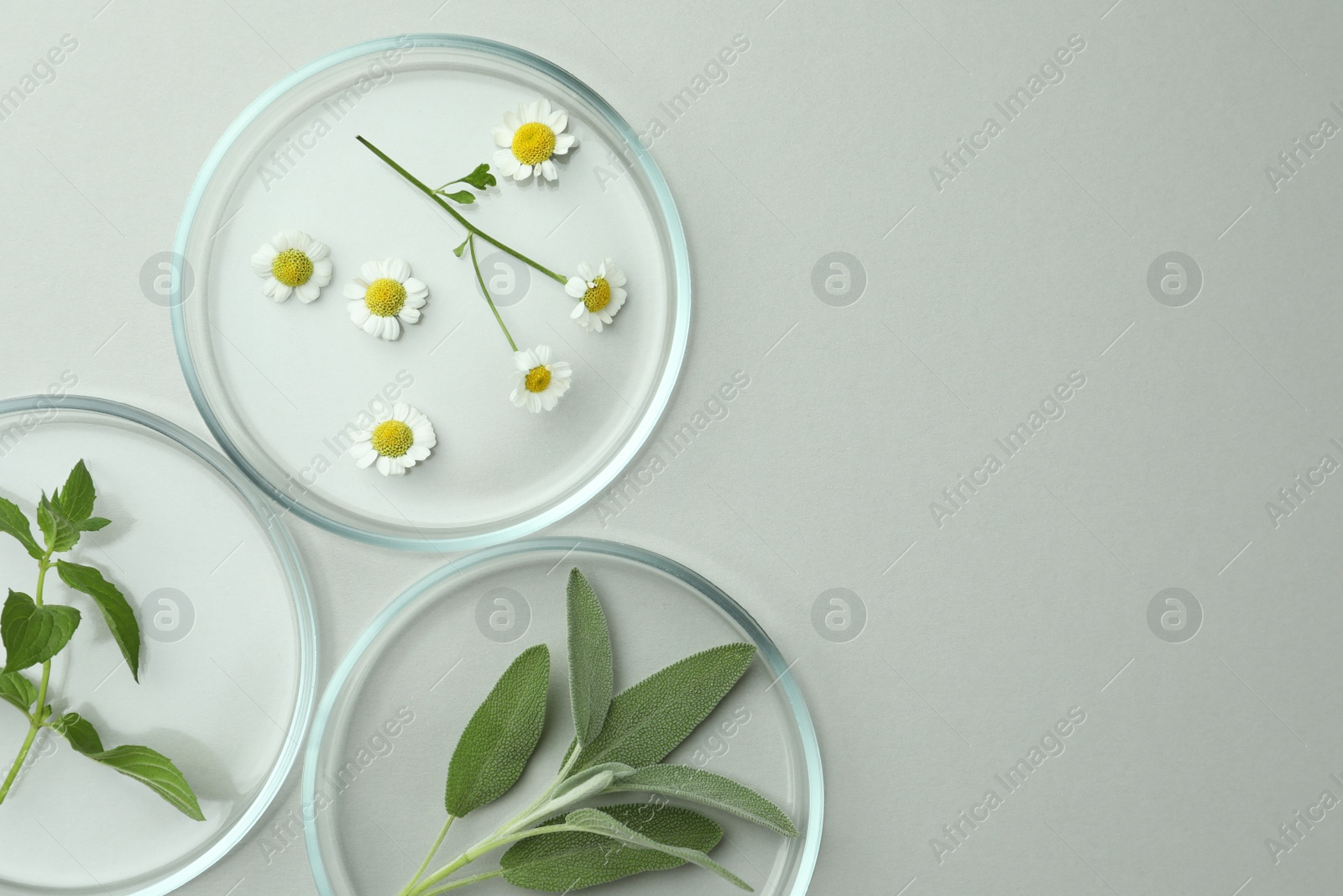 Photo of Flat lay composition with Petri dishes and plants on light grey background. Space for text