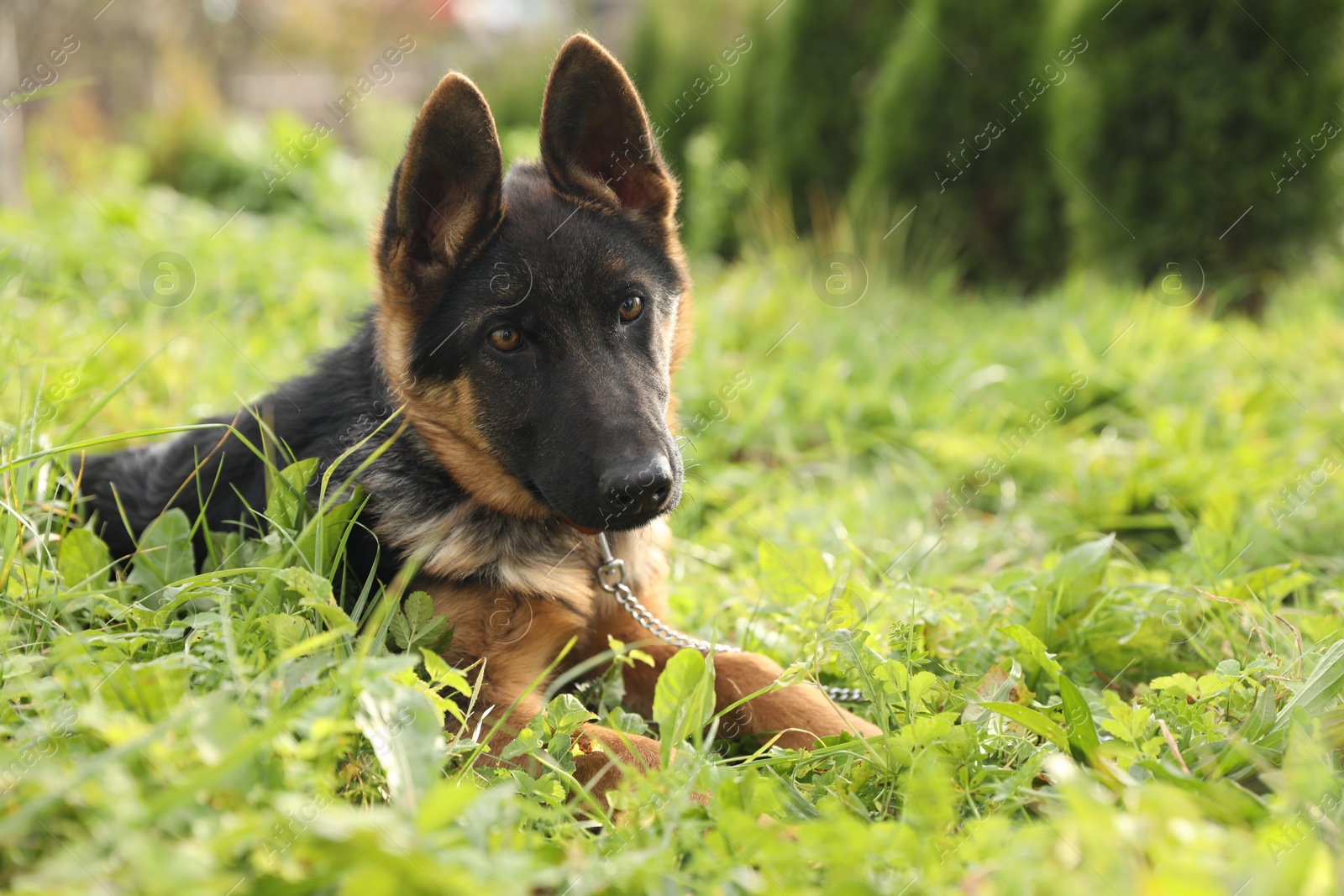 Photo of Cute German shepherd puppy on green grass outdoors, space for text