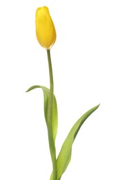 Photo of Beautiful yellow tulip flower isolated on white