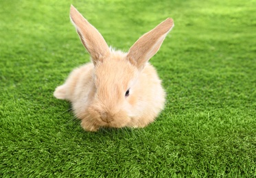 Adorable furry Easter bunny on green grass