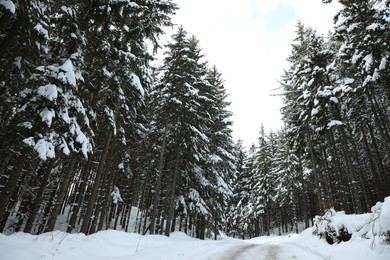 Photo of Picturesque view of snowy coniferous forest on winter day, low angle view