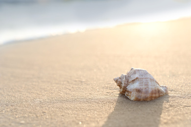 Sandy beach with beautiful seashell on sunny day. Space for text
