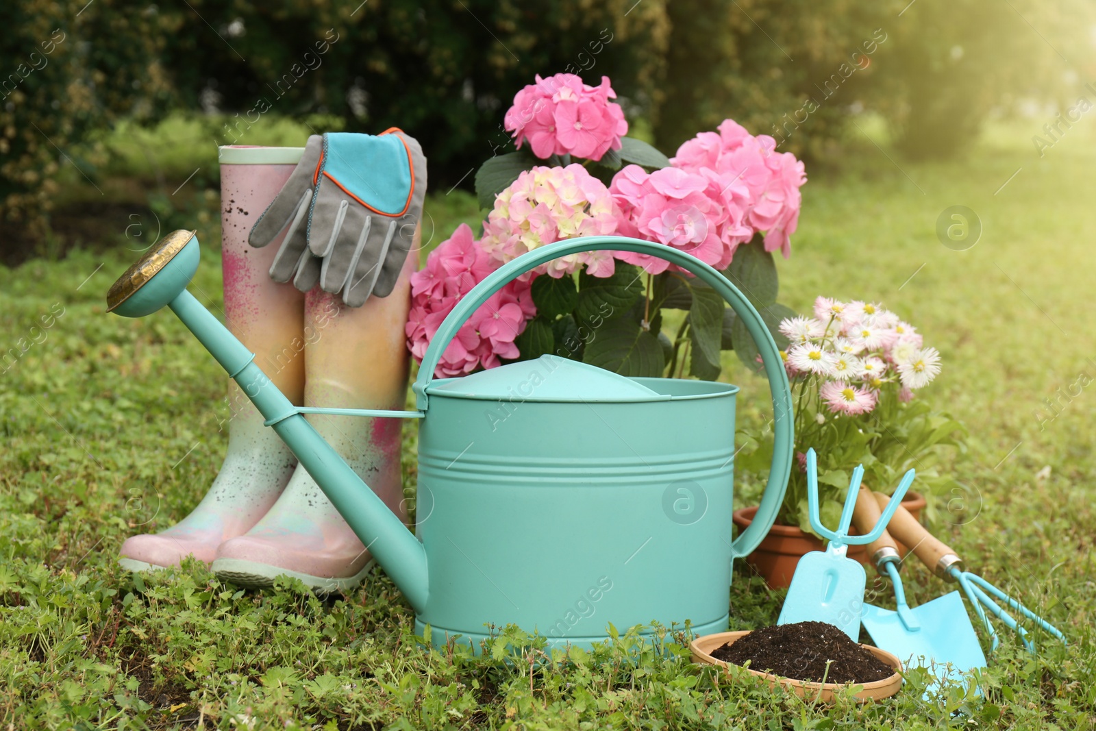 Photo of Beautiful blooming plants, gardening tools and accessories on green grass outdoors