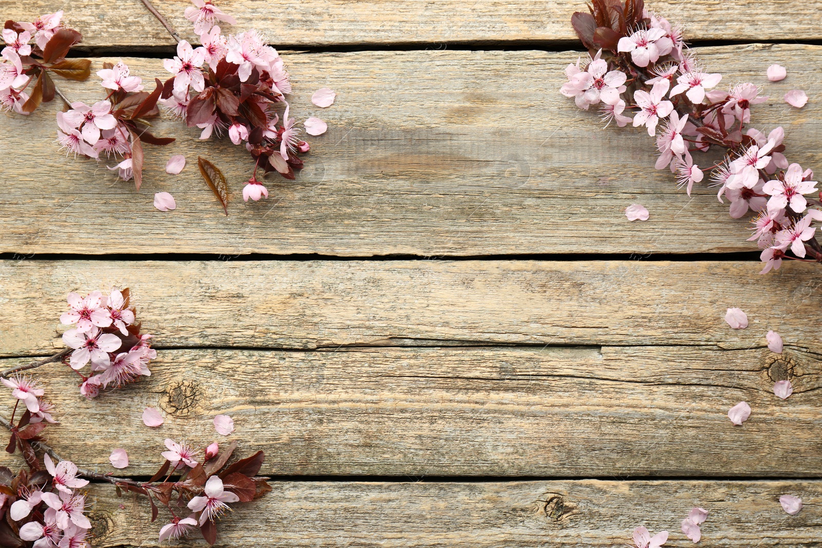 Photo of Spring branches with beautiful blossoms and leaves on wooden table, flat lay. Space for text