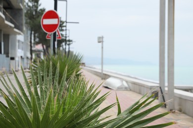 Beautiful palm on street of resort city near sea, closeup