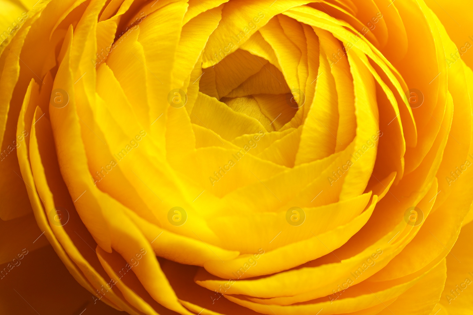 Photo of Closeup view of beautiful blooming ranunculus flower as background. Floral decor