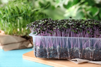Photo of Fresh organic microgreen in plastic container on light blue table, closeup