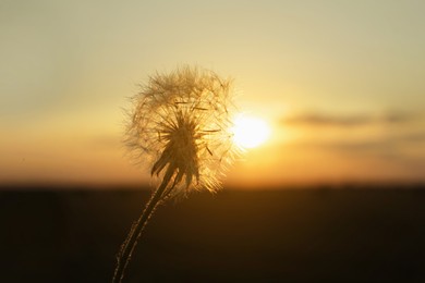 Photo of Beautiful fluffy dandelion outdoors at sunset, closeup view