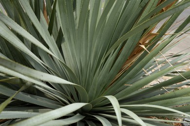 Photo of Beautiful green agave plant growing outdoors, closeup