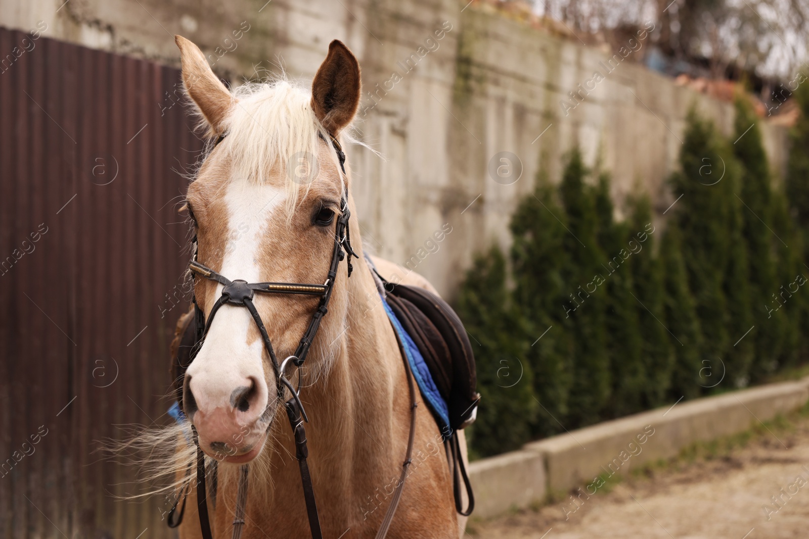 Photo of Adorable horse walking outdoors, space for text. Lovely domesticated pet