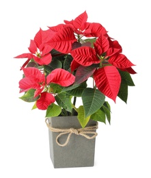 Red Poinsettia in pot isolated on white. Christmas traditional flower