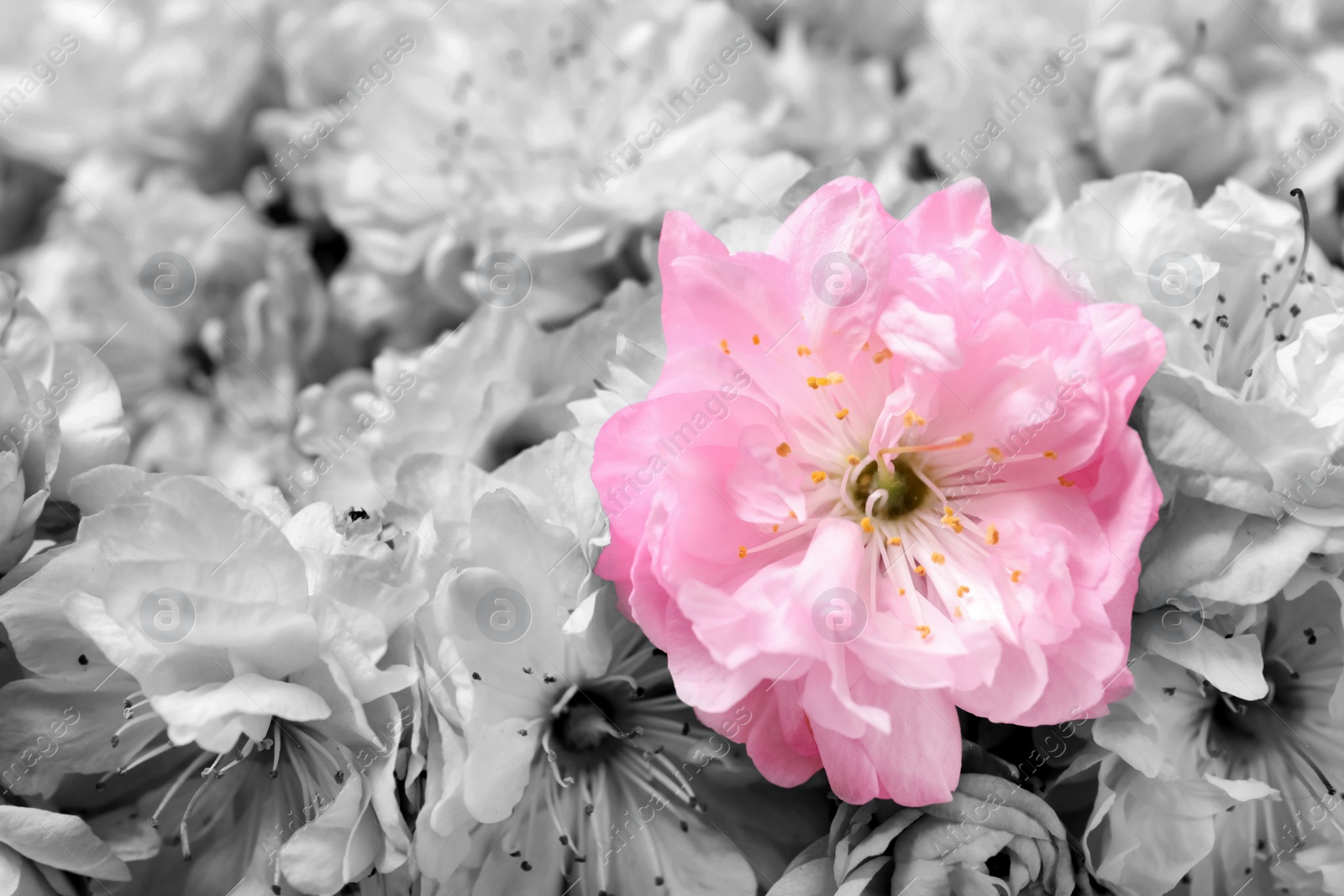 Image of Beautiful sakura tree blossoms as background, closeup. Black and white tone with selective color effect