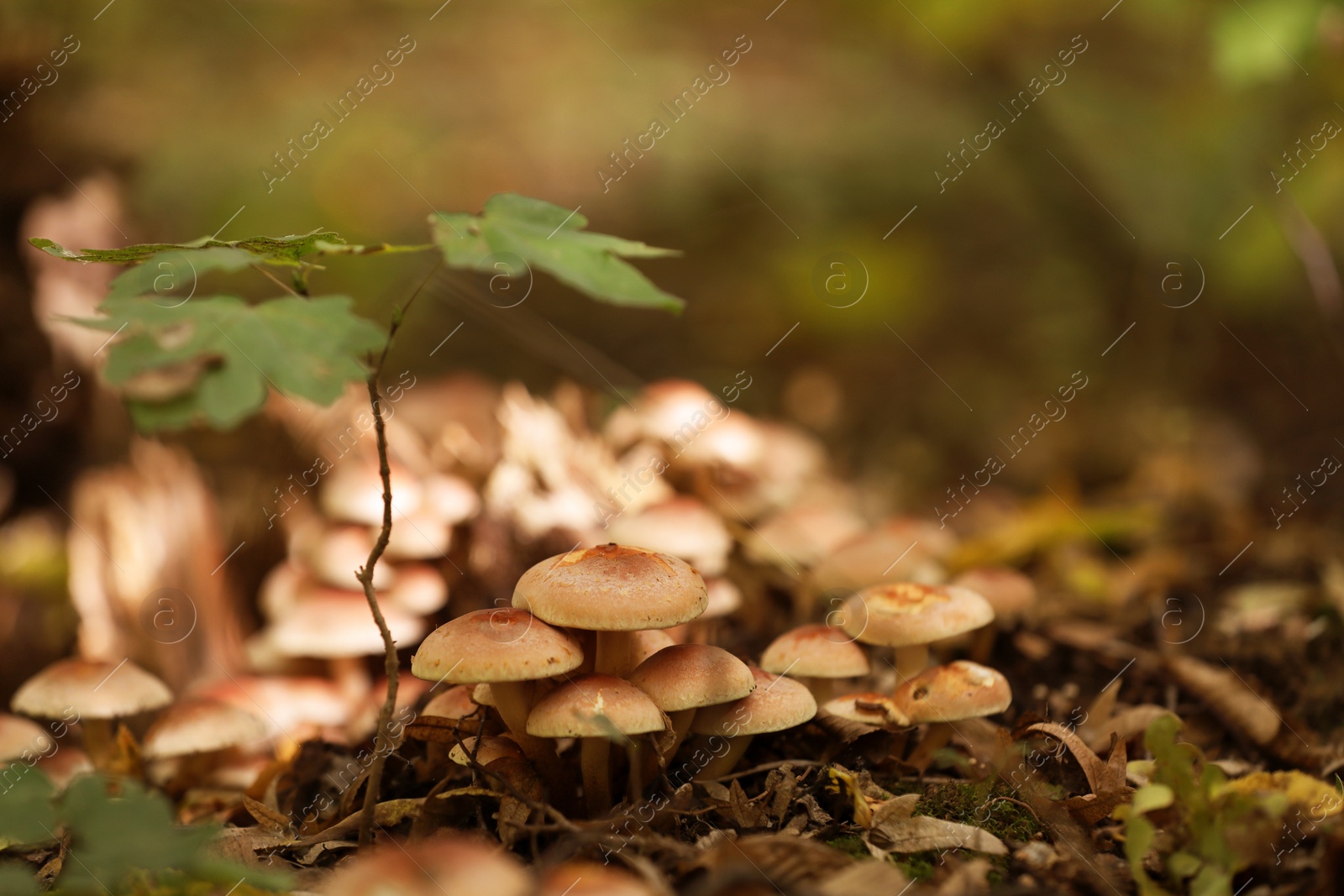 Photo of Beautiful small mushrooms growing in forest, closeup