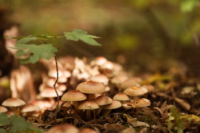 Photo of Beautiful small mushrooms growing in forest, closeup