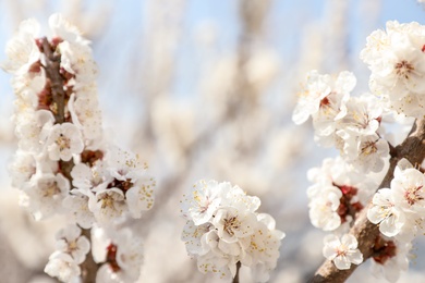 Photo of Beautiful apricot tree branches with tiny tender flowers outdoors, closeup. Awesome spring blossom