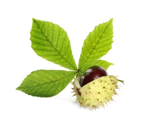 Horse chestnuts and tree leaf on white background