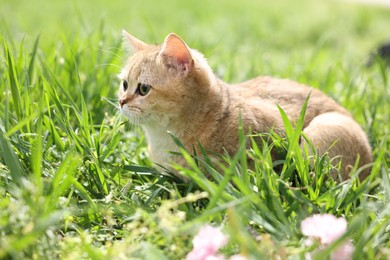 Photo of Cute cat in green grass outdoors on spring day