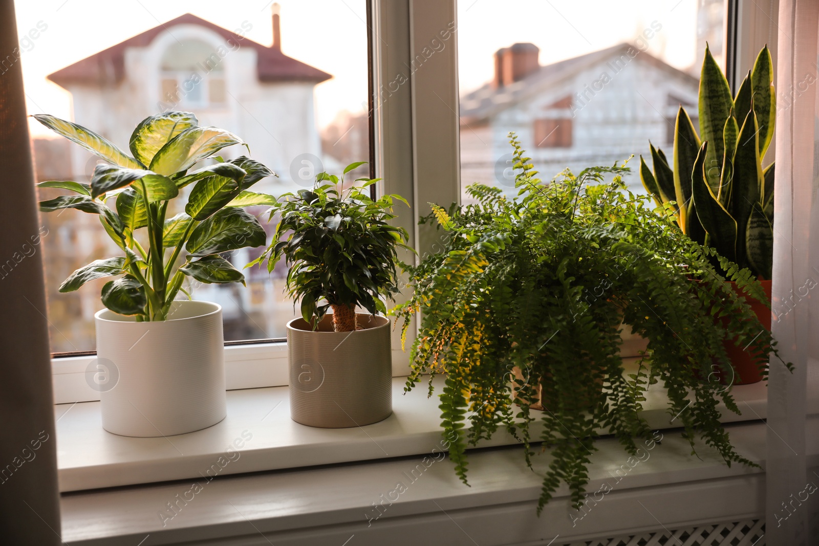 Photo of Different potted plants on window sill at home